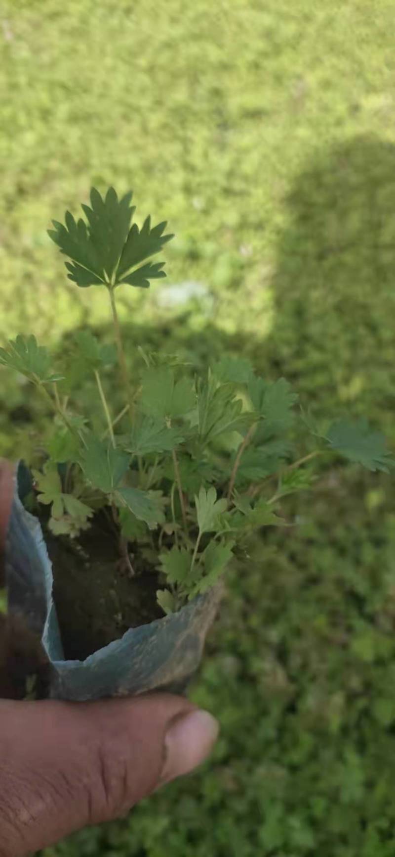 五叶委陵菜地被匍匐植物基地大量供应