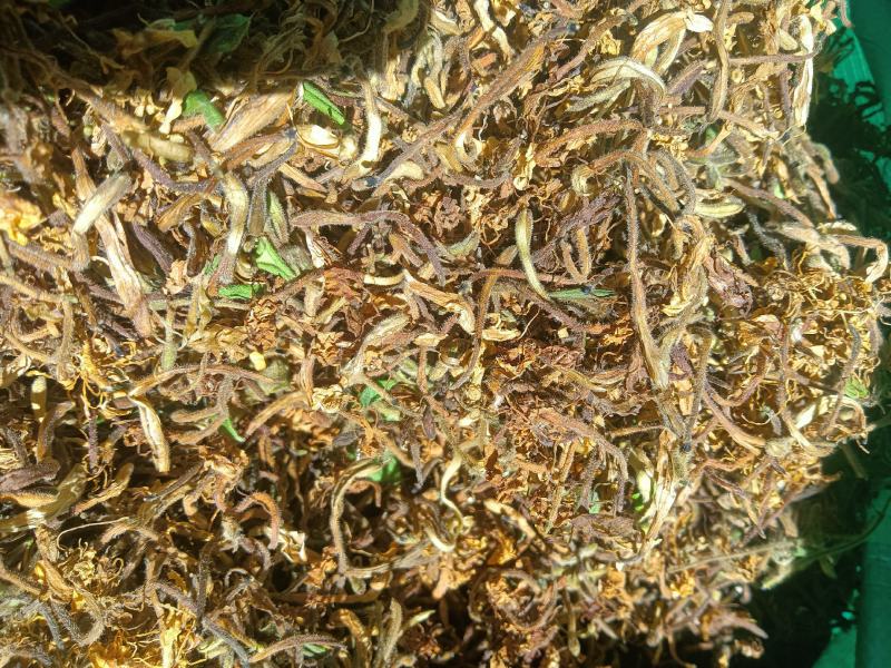 高山，野生金银花，金银花金银花，新货新货新货