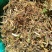 高山，野生金银花，金银花金银花，新货新货新货