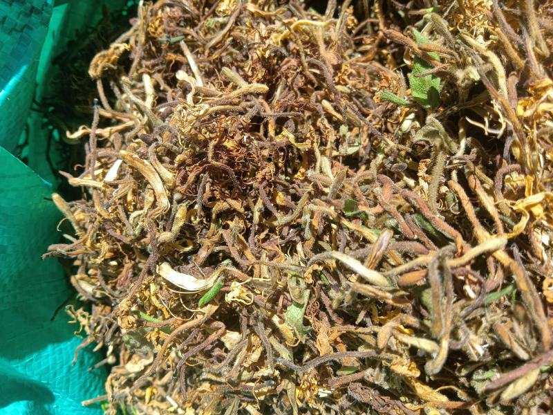 高山，野生金银花，金银花金银花，新货新货新货