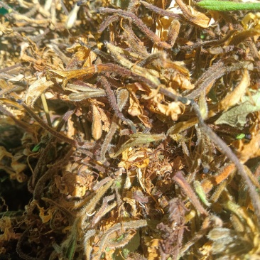 高山，野生金银花，金银花金银花，新货新货新货