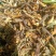 高山，野生金银花，金银花金银花，新货新货新货