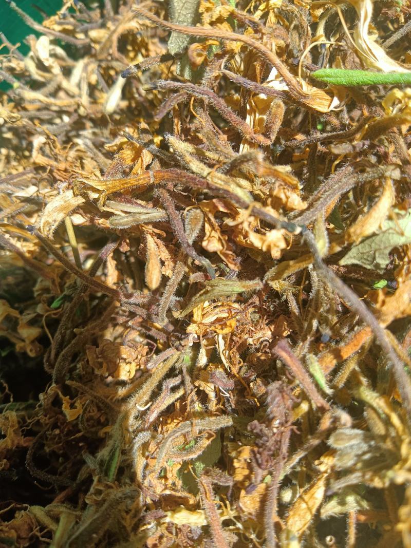 高山，野生金银花，金银花金银花，新货新货新货