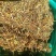 高山，野生金银花，金银花金银花，新货新货新货