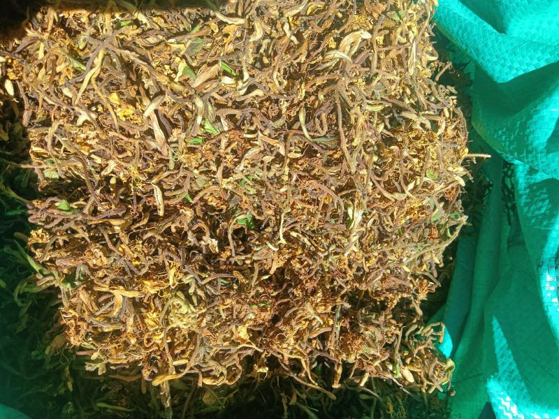 高山，野生金银花，金银花金银花，新货新货新货