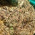 高山，野生金银花，金银花金银花，新货新货新货