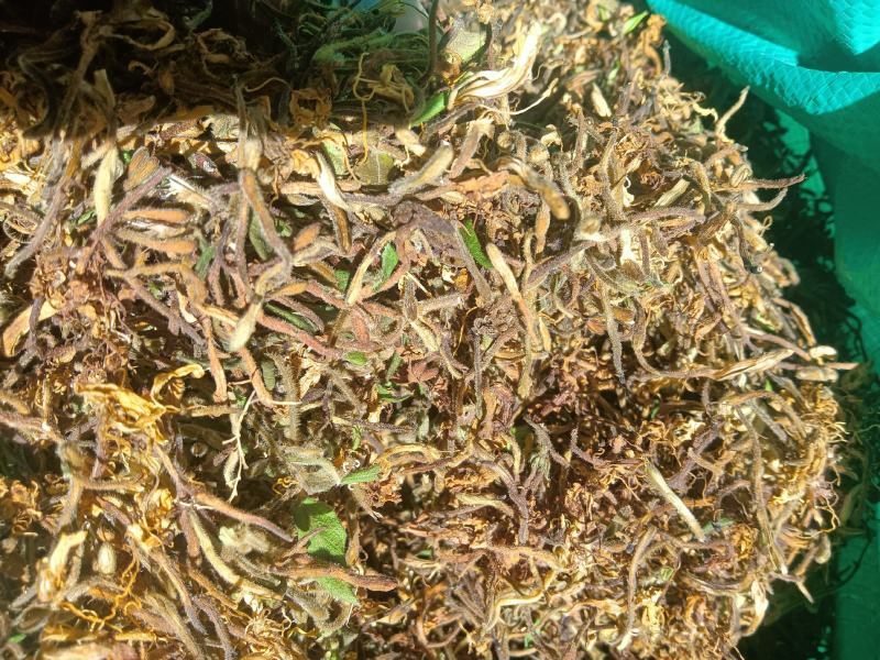 高山，野生金银花，金银花金银花，新货新货新货