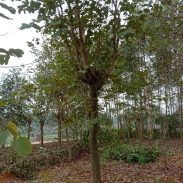 宫粉紫荊15公分出售一批