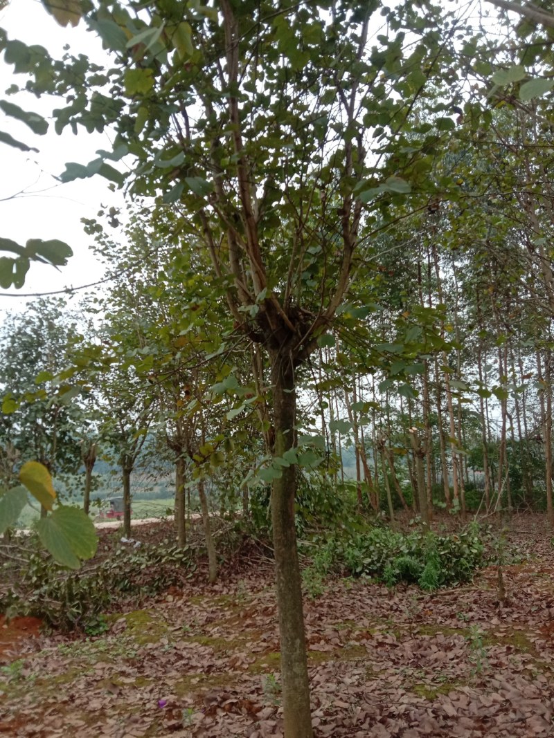宫粉紫荊15公分出售一批