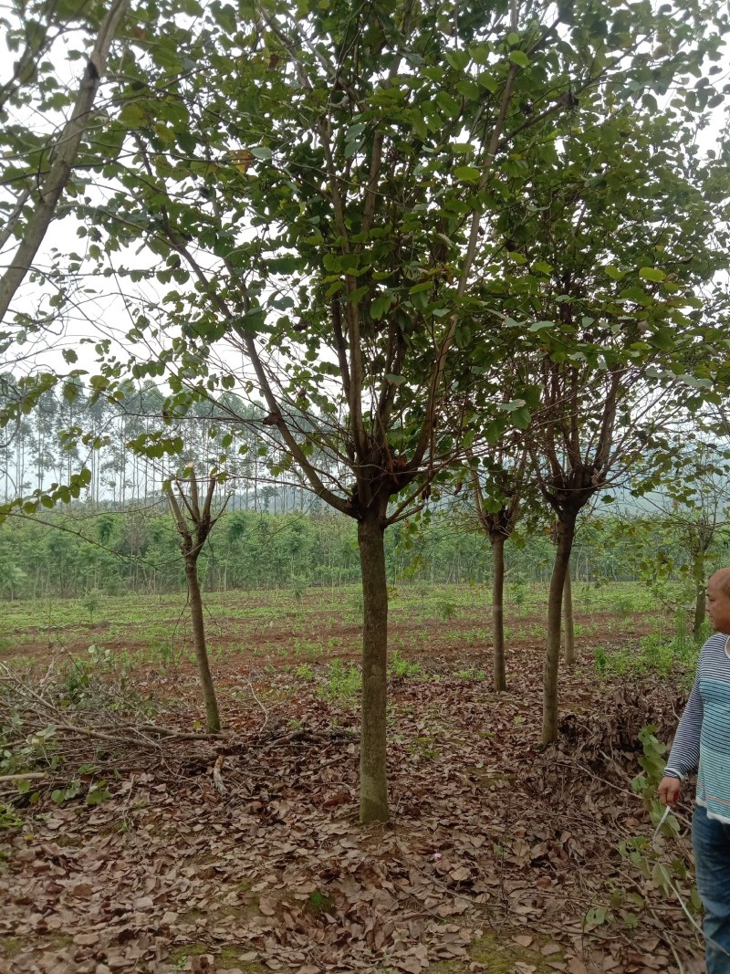 宫粉紫荊15公分出售一批