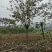 宫粉紫荊15公分出售一批