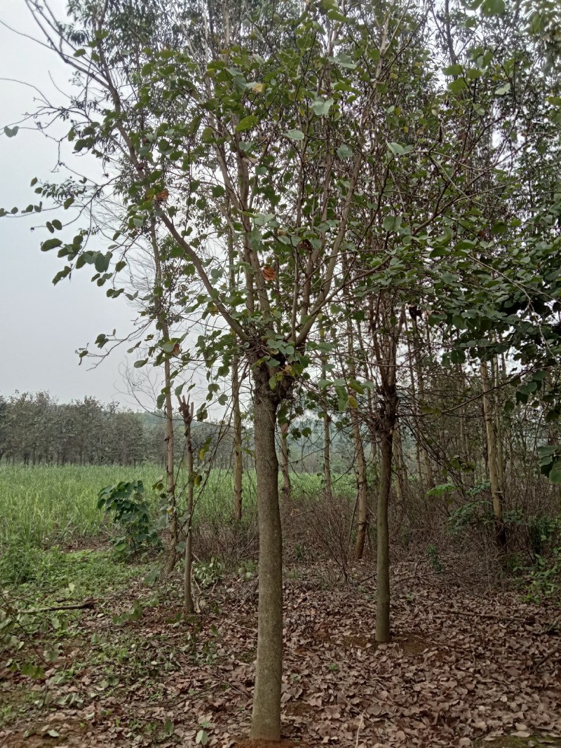 宫粉紫荊15公分出售一批