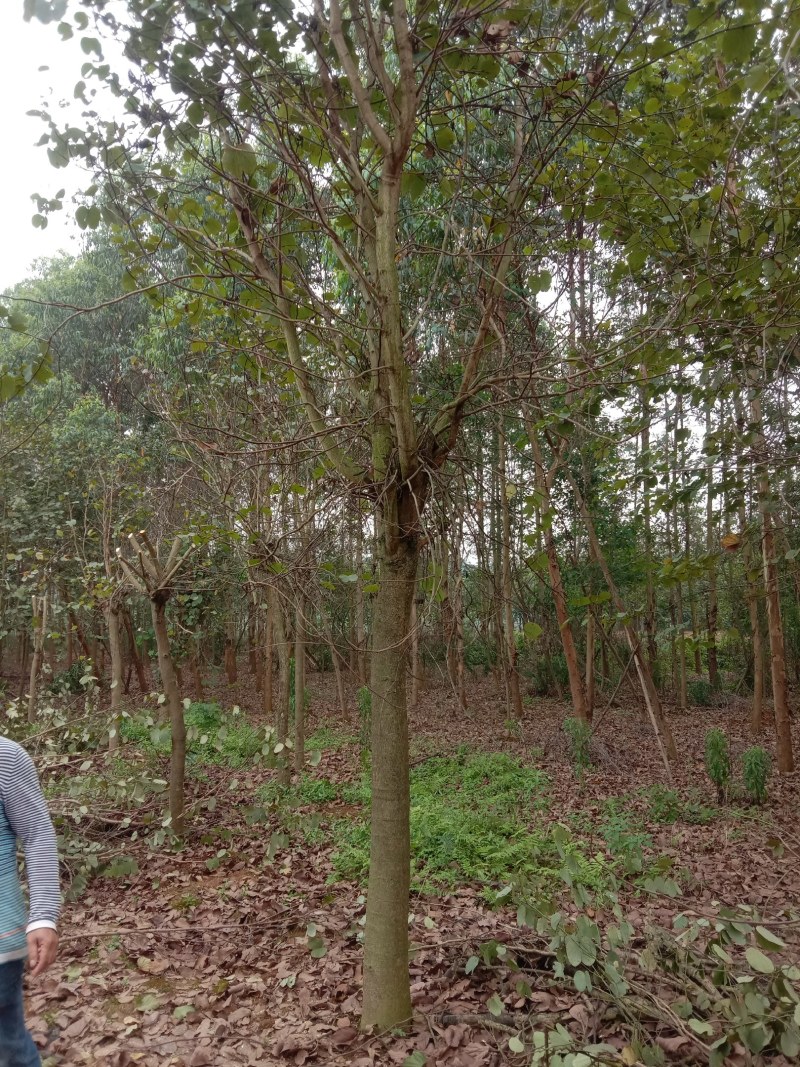 宫粉紫荊15公分出售一批