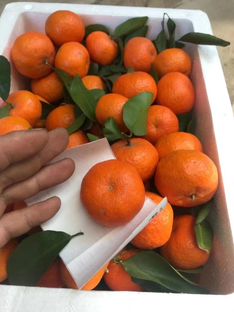 广西桂林沙糖桔一件代发，电商平台微商，货源充足