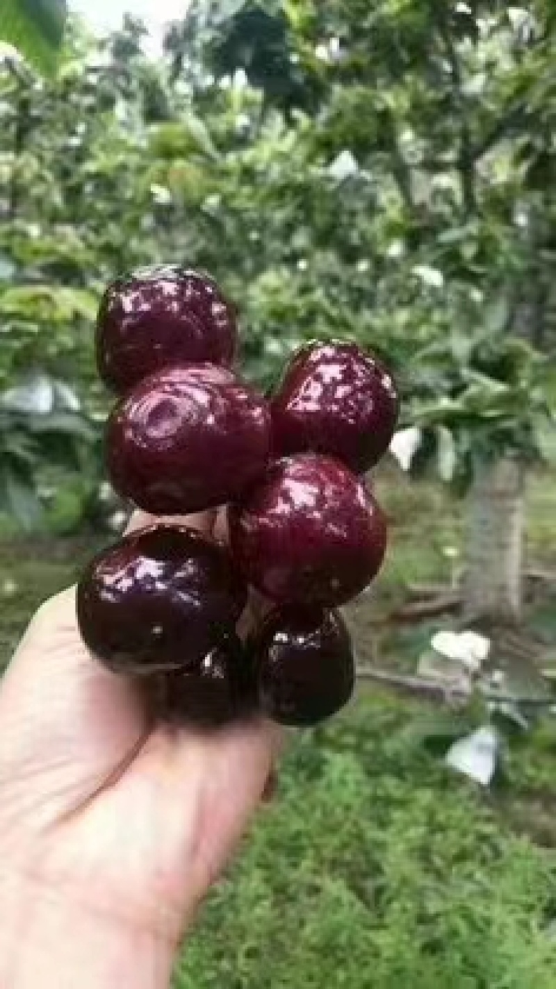 汶川车厘子好吃的停不下
