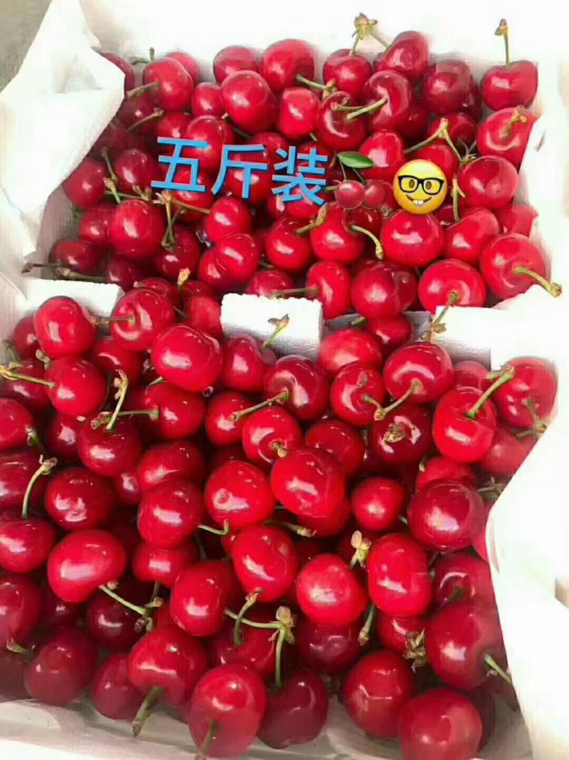 汶川车厘子好吃的停不下