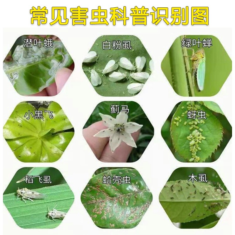 上海沪联沪飞35%吡虫啉甘蓝蚜虫杀虫剂农药杀虫广谱内吸