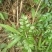 野生溪黄草