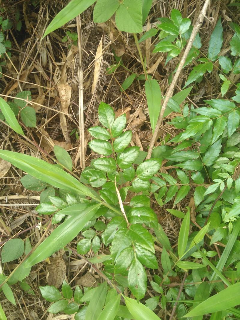 野生溪黄草