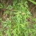 野生溪黄草