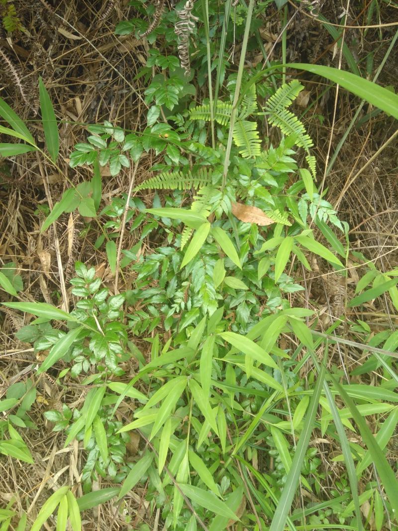 野生溪黄草