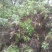 野生溪黄草