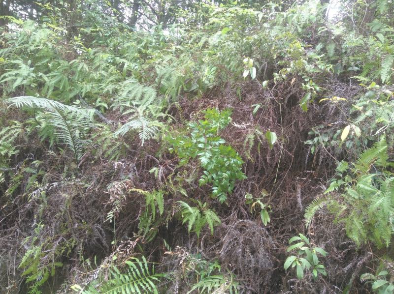 野生溪黄草