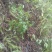 野生溪黄草