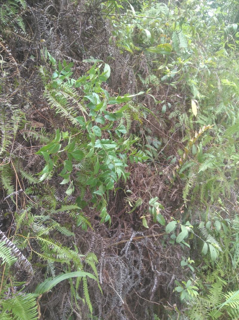 野生溪黄草