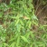 野生溪黄草