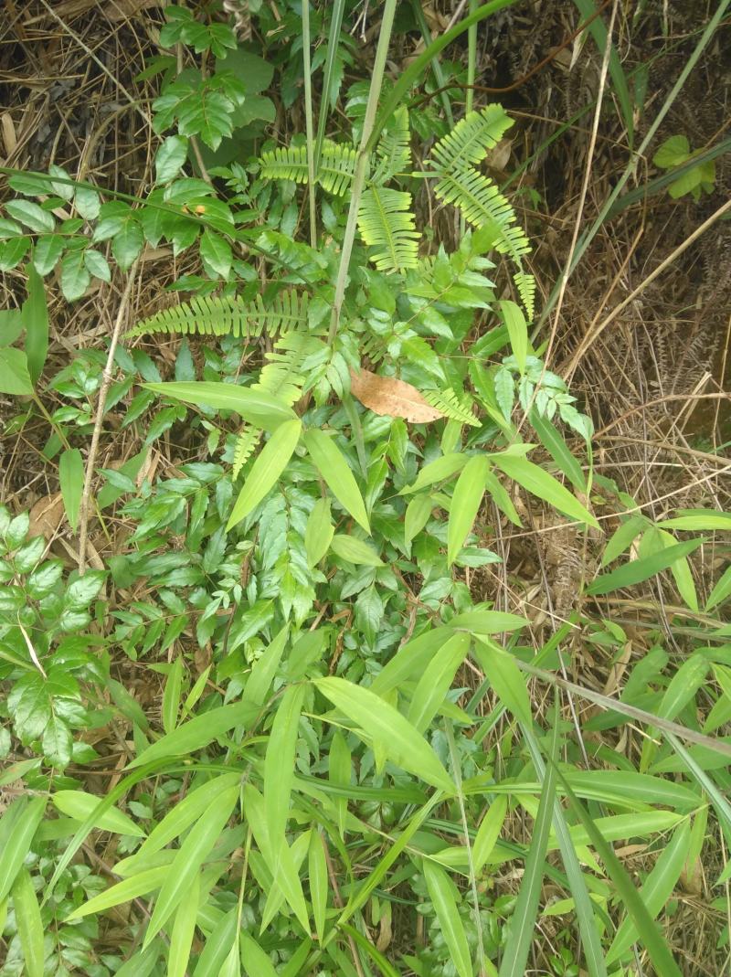 野生溪黄草