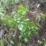 野生溪黄草