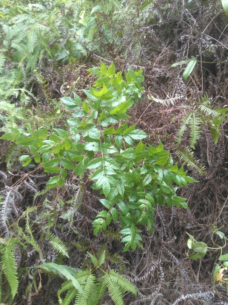野生溪黄草