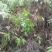 野生溪黄草