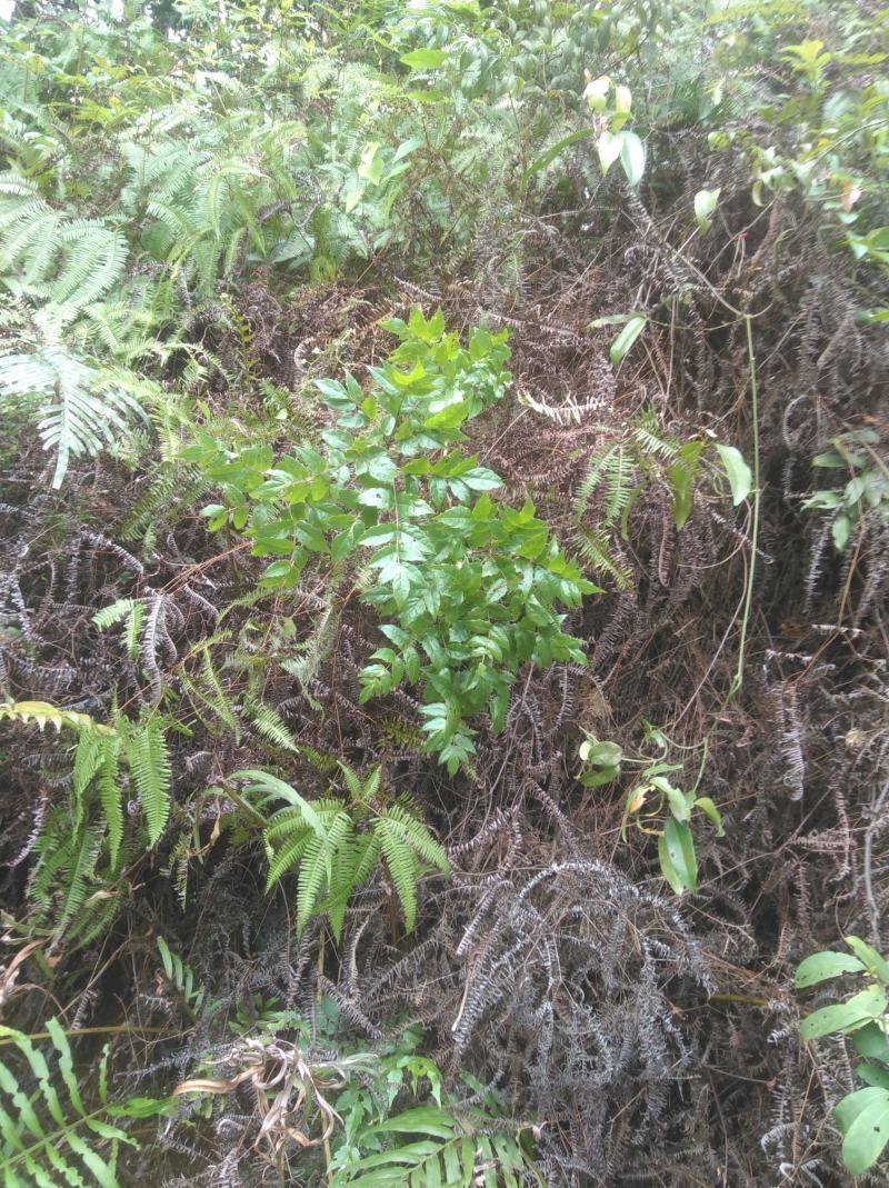 野生溪黄草