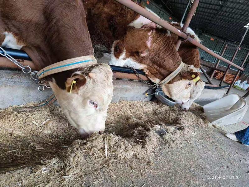 英美尔肉牛育肥前中后期通用快速促生长精料补充料颗粒