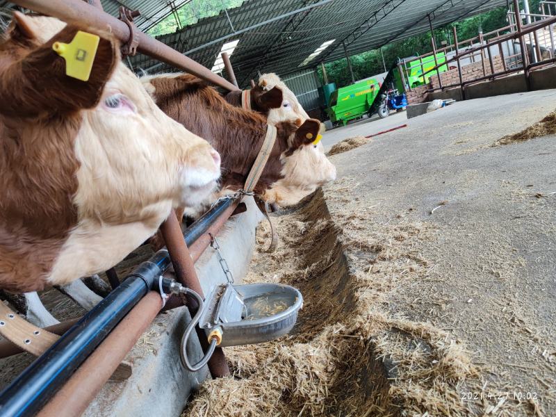 英美尔肉牛育肥前中后期通用快速促生长精料补充料颗粒