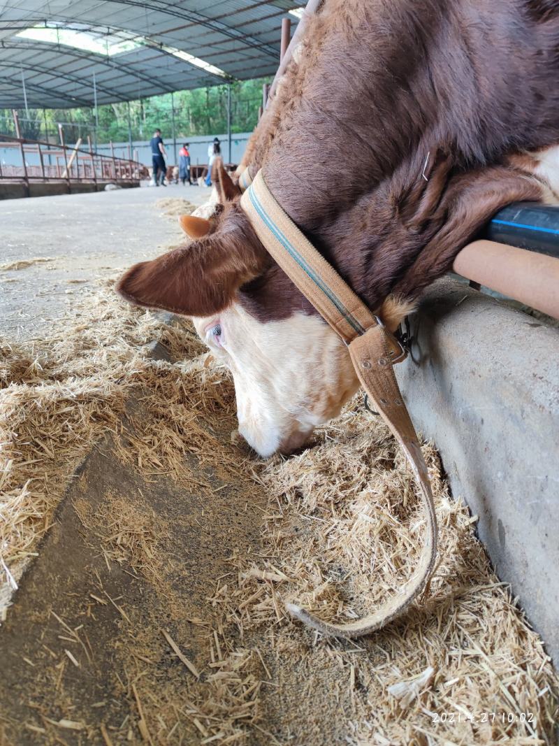 英美尔肉牛育肥前中后期通用快速促生长精料补充料颗粒