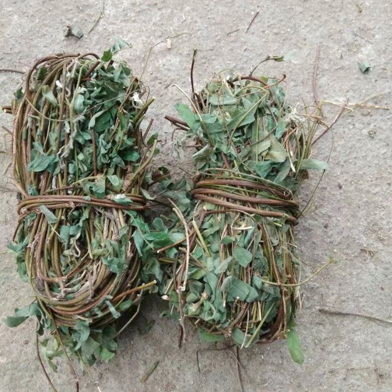 带叶鸡骨草茶小扎捆绑鸡骨草颜色青绿，货源充足