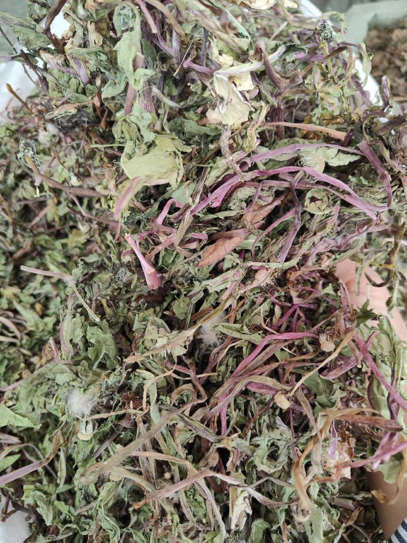 中药材整株蒲公英野生蒲公英草货源充足，全国发货