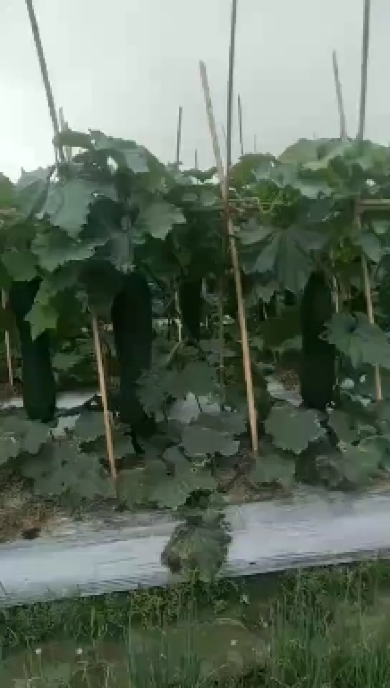 广东黑皮冬瓜大量上市了，平均28斤起步，没花皮没黑心