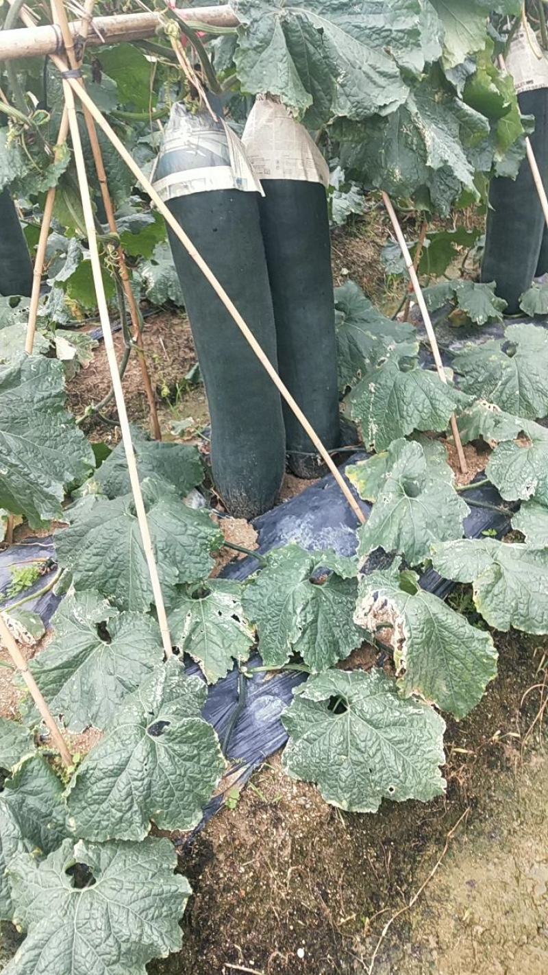 广东黑皮冬瓜大量上市了，平均28斤起步，没花皮没黑心