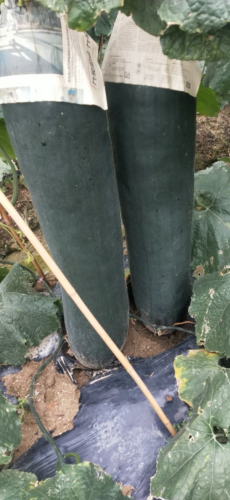 广东黑皮冬瓜大量上市了，平均28斤起步，没花皮没黑心