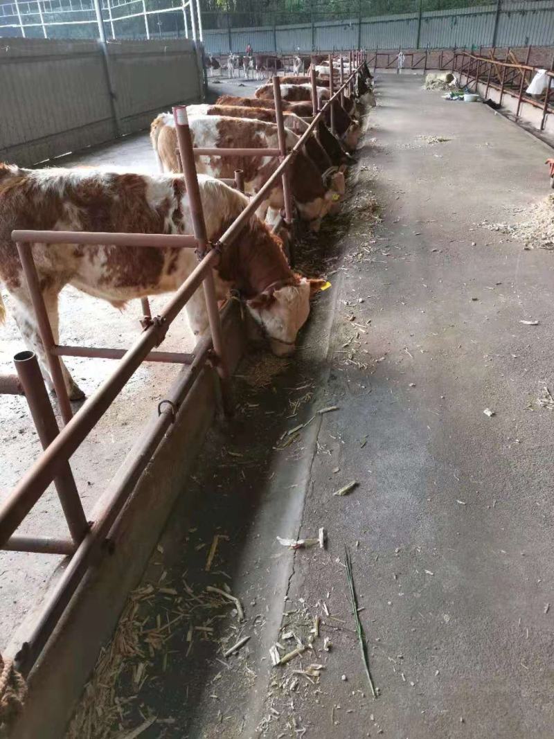 成都英美尔小犊牛精料牛料颗粒料开口饲料小牛饲料精不料犊牛