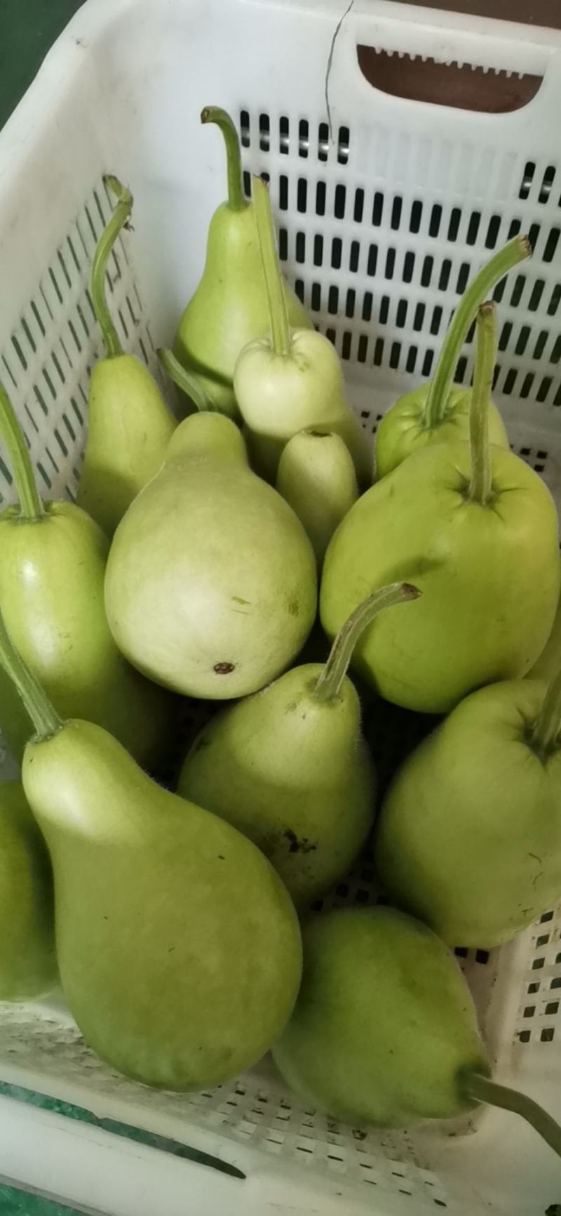 丝瓜苦瓜蒲瓜新鲜采摘