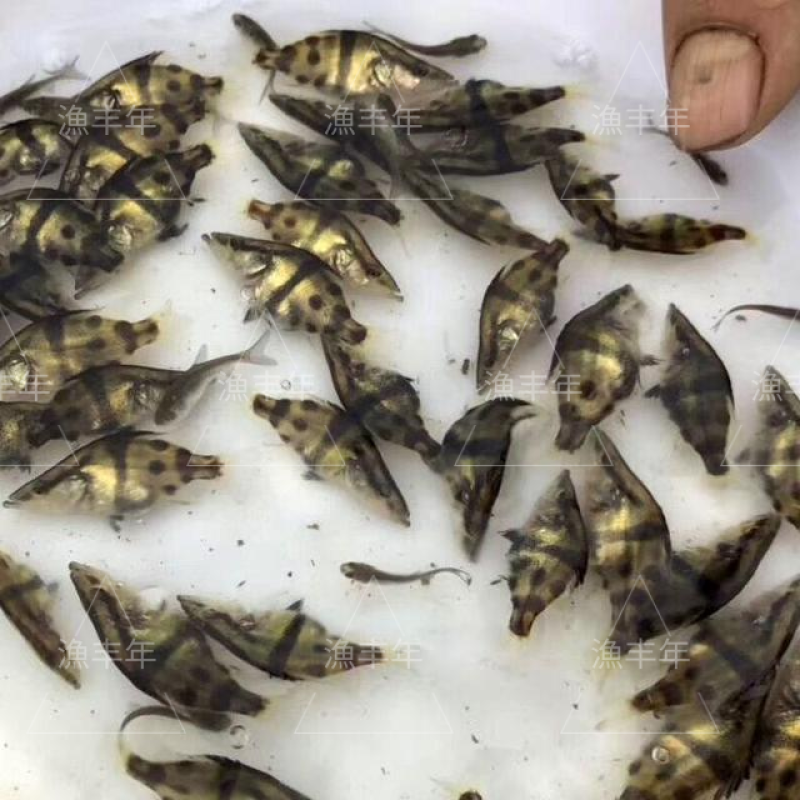 桂花鱼苗鳜鱼苗淡水活体养殖苗场直供