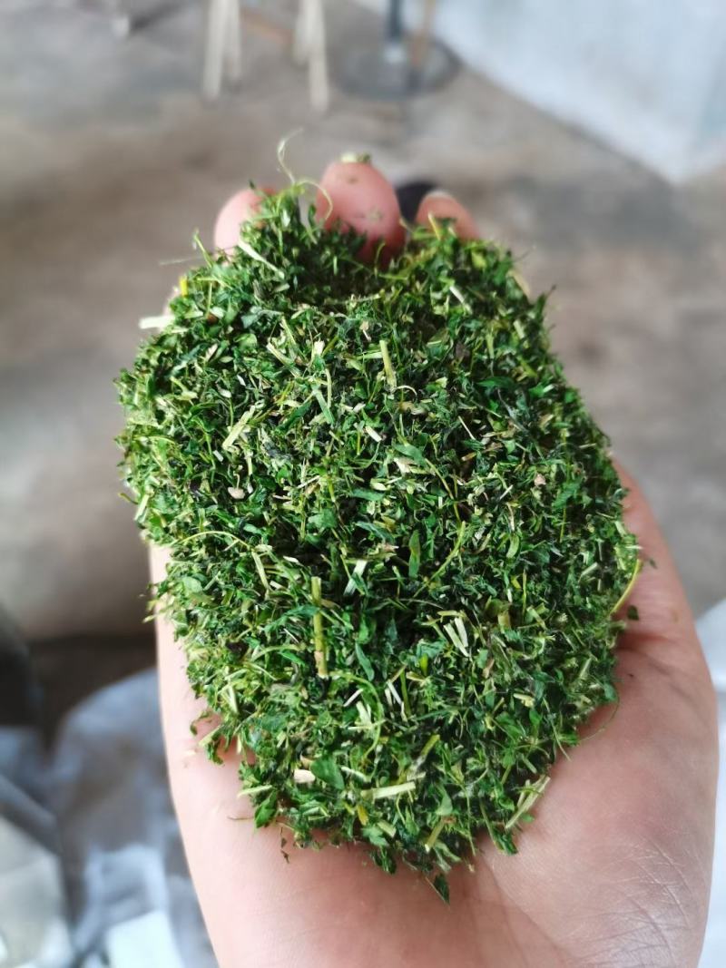 广西相思藤茶小叶鸡骨草茶鸡骨草叶藤相思叶茶
