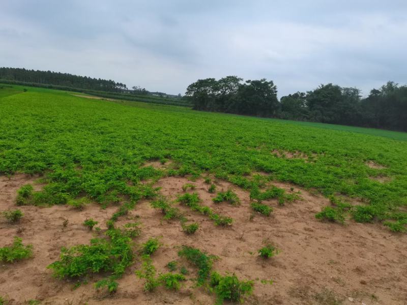 广西相思藤茶小叶鸡骨草茶鸡骨草叶藤相思叶茶
