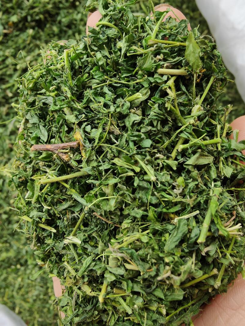 广西相思藤茶小叶鸡骨草茶鸡骨草叶藤相思叶茶