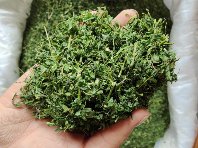广西相思藤茶小叶鸡骨草茶鸡骨草叶藤相思叶茶